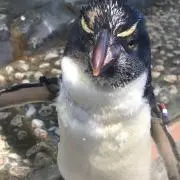ちゃま