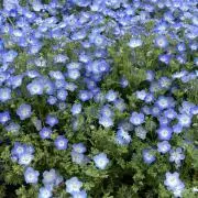 もずくの画像