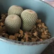 あっぷの画像