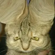 けだもの