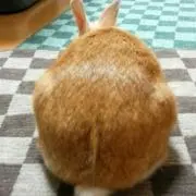 ラルゴ