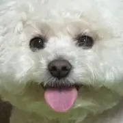 かあの画像