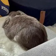 換毛の画像