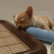 にゅー★プロフ必読