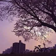 さくらの画像