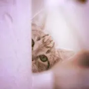 きょうら