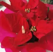 ウッチの画像