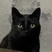 おはぎの画像