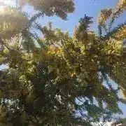 やっちょむの画像