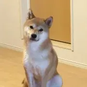 まゆ