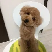 ポプテピピックの画像