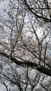 さくさくの画像