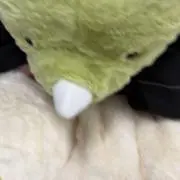 ぴの画像
