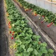 ふかふか 【限定お値下げ】【早い者勝ち】