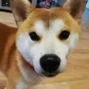 きょんきょん