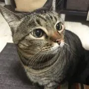 チョビ