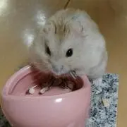 ハムの画像