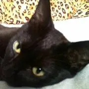 yoshiの画像