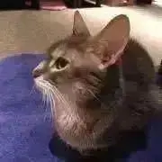 Keiの画像