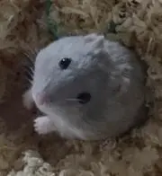 スフレムーン