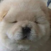めぽりん