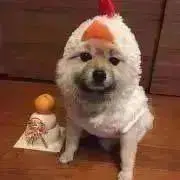 チロマム【月１ペースで通院中です！】の画像