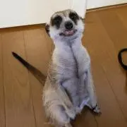 ささみフライの画像