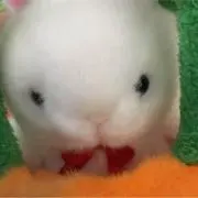 ミルキィーの画像
