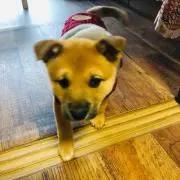 トラさんの画像