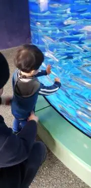 ぽんの画像