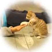 ひまわり