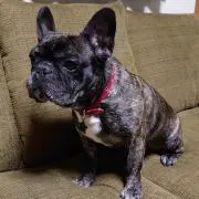 tommyの画像