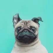ちゃもの画像