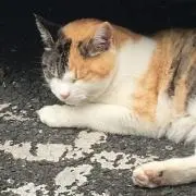 mikanの画像