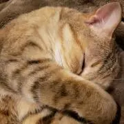 ねこまんま