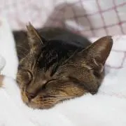 くるり