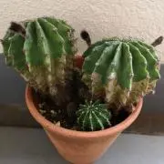 にこにこにこちゃんの画像