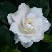 ♡