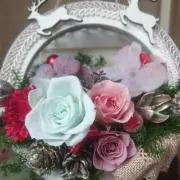 コモンマロウ