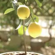 lemon yellow