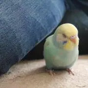 古町