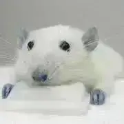 カズの画像