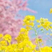 たあ