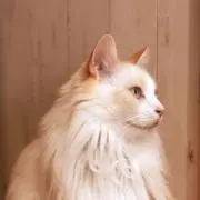 無名の画像
