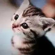 さくらの画像