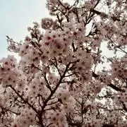 mizuki*プロフィール必読の画像
