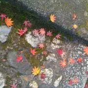 楓の画像