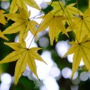 水無月の画像