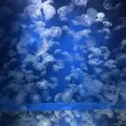 なっち