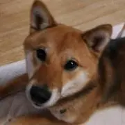 fukunosuke